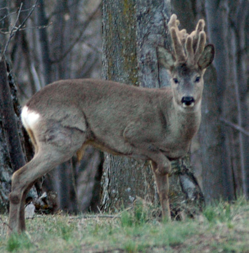 Il Capriolo